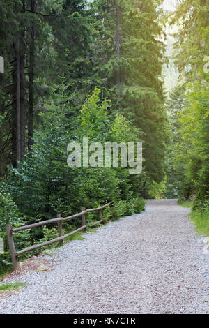 Chemin de gravier à travers la forêt de conifères dans la lumière du matin. clôture en bois sur le côté gauche. De grands arbres. beau paysage d'été Banque D'Images