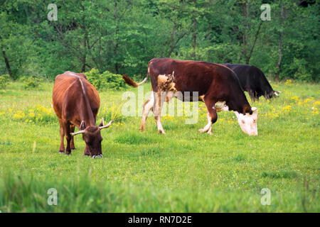 Trois vaches qui paissent près de la forêt. pré herbeux vert. l'économie naturelle rurale. campagne d'été Banque D'Images