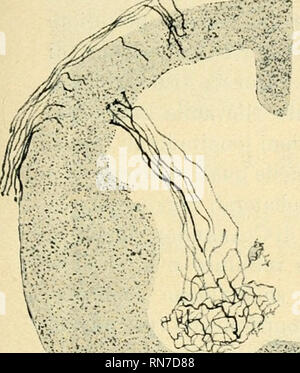 . Anatomischer Anzeiger. L'anatomie, l'Anatomie Comparée ;, comparatif. Le altre coUaterali 419 del Fascio extérieur si dividere e nelle segnen ti : 1) o luughe collaterali sensitivo-motrici, 2) destiuate collaterali autres colonna di Clarke, 3) commissurali collaterali. Le collaterali lunghe, o sensitivo-motrici, hanno un decorso abba- nguale une strophe quella delle rispettive collaterali en lunghe. Veuillez noter que ces images sont extraites de la page numérisée des images qui peuvent avoir été retouchées numériquement pour plus de lisibilité - coloration et l'aspect de ces illustrations ne peut pas perfectl Banque D'Images