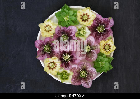 Helleborus fleurs flottant dans l'eau. Banque D'Images