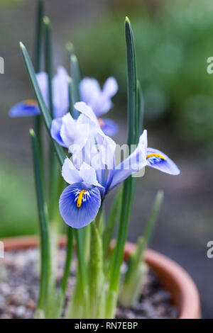 Iris reticulata 'Alida' fleurit à la fin de l'hiver qui se développe dans un pot teracotta. Banque D'Images