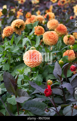 Dahlias Orange dans le jardin. Banque D'Images