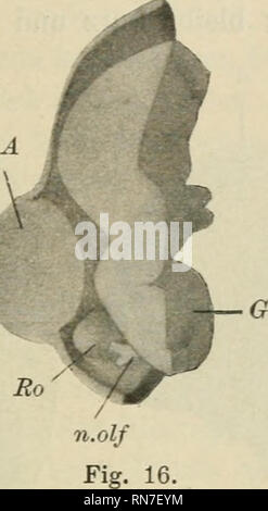 . Anatomischer Anzeiger. L'anatomie, l'Anatomie Comparée ;, comparatif. Fig. 15.. Cr-. Veuillez noter que ces images sont extraites de la page numérisée des images qui peuvent avoir été retouchées numériquement pour plus de lisibilité - coloration et l'aspect de ces illustrations ne peut pas parfaitement ressembler à l'œuvre originale.. Anatomische Gesellschaft. Jena : G. Fischer Banque D'Images