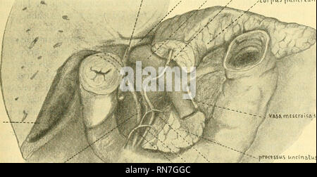 . Anatomischer Anzeiger. L'anatomie, l'Anatomie Comparée ;, comparatif. 419 créez wächst vor der Pfortader Einraündungsstelle, oberhalb der der Venae meseraicae und der Wurzel der Art. meseraica supérieur (Fig.), Magen hinter dem nach links aufwärts zur Alltek, während das obere, dorsale, kleine Pankreas, rechts neben der Pfortader zuerst nach oben zu gegen den pylore, bis die unter der Teilungsstelle Vena portae, wächst und dann des Wachstumswiderstandes infolge der gerade Leber nach abwärts über das Ende des Körpers der großen Bauchspeichel drüse-. Unter diesem biegt es hakenförmig um nach links Banque D'Images