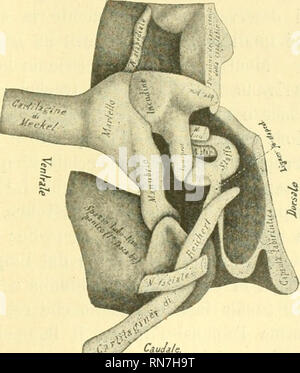 . Anatomischer Anzeiger. L'anatomie, l'Anatomie Comparée ;, comparatif. 433 e non mutata, mentre sulla rinserzione cartilagine di Reichert est situé non piu, venir negli stadii precedenti vicinanza, immediata dell'apice, ma un poco al disotto dell'apice stesso ; la cartilagine di Reichert tr k accresciuta dorsalmente par breve tratio tra 1' inserzione del legamento jo-stapediale e 1' apice. En prosieguo di tempo il léga- raento scompare, senza lasciar traccia di se e senza aver mai présenta- tate traccie di cartilaginificazione, neppure nell'epoca en cui tutto il resto del condrocranio completame e Banque D'Images