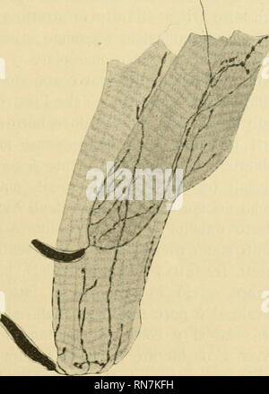 . Anatomischer Anzeiger. L'anatomie, l'Anatomie Comparée ;, comparatif. 433 spécial ! Che la aucun ventilateur sempre films only dai Cespugli del Kühne. Vi les noyaux sono chiari, specialnaente laddove il cilindro dell'asse da le sue premier diramazioni. Anche nella Rana esculenta neimuscoli dorsali ho non fin ora trovati Fusi la neuro-niuscolari di Ciaccio ne vieille terminali. Bufo viridis. Adulti Esemplari, viennent les essences auzidette, l'ien muscoli dorsali di questo Anfibio vi sono di plessi mieliniche fibre alle due faccie addossati miocommi dei. Le stesse hanno fibre ces caractéristiques. Sono, allargate nastr Banque D'Images