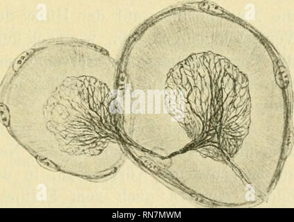 . Anatomischer Anzeiger. L'anatomie, l'Anatomie Comparée ;, comparatif. 565 Zusaramenhaug fibrillären mit der direkten Substanz des Zellproto- plasmas stehen. Nichtsdestoweniger liegen die Scheiben dennoch der Oberfläche der Tastscheibeu dermaßen dicht un, dass entsprechend den früheren Angaben von Willainen und mir bei der Schrumpfung Zellen infolge der der Bearbeitung und bei der Bildung von mehr oder weniger engen Spaltes zwischen ihnen der Mehrzahl der Fälle dans auch die Scheibe mehr oder weniger dans Mitleidenschaft, wobei eigenschaften wird ein Teil der Neurofibrillen in derselben bereiche Banque D'Images