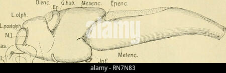 . Anatomischer Anzeiger. L'anatomie, l'Anatomie Comparée ;, comparatif. 605 E}}. angedeutet) liegt. Das Dach des dritten Ventrikels ist nach Yorne von den membranös habenulae ganglions und bildet vor der einen épiphyse wohl ausgebildeten hohlen Auswuchs - das Cona- rium (BuRCHARD, 92). Weiter sehen wir Das große (Mittelhirn Mesenc) unansehnliche Kleinhirn, das sehr (Epenc), die sehr grosse Medulla oblongata (Metenc). Die mesocephalische Gehirnbeuge, welche, nach den Abbildungen von Semon (93) zu urteilen, in früheren Entwickelungsstadien sehr stark ausgebildet ist, hat sich hier (Fig. 4) bedeutend Banque D'Images