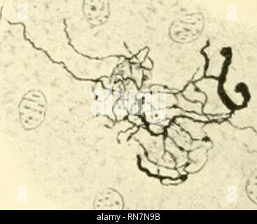 . Anatomischer Anzeiger. L'anatomie, l'Anatomie Comparée ;, comparatif. Fig. 19.. Fig. 17. .."-  % V"^ Fig. 20.. Veuillez noter que ces images sont extraites de la page numérisée des images qui peuvent avoir été retouchées numériquement pour plus de lisibilité - coloration et l'aspect de ces illustrations ne peut pas parfaitement ressembler à l'œuvre originale.. Anatomische Gesellschaft. Jena : G. Fischer Banque D'Images