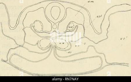 . Anatomischer Anzeiger. L'anatomie, l'Anatomie Comparée ;, comparatif. 419. Setzung des Entocards Endothelröhrchen erblicken wir die beiden der les aortes ascendentes aa. Auch das ist der mésoderme Herzanlage en seine beiden Hälften geschieden. Wir sehen die Fortsetzung paarige Entocards, die beiden des aufsteigenden Aorten von der gleichfalls paarig proximalen Ektocards gewordenen Fortsetzung des ec- wärts umsäumt ventrale. Die Schlundplatten abgerückt s sind vom Darme. Die mit der Wandung Verbindungsplatte steht die des dans la région mandibulaire- fortsetzenden Abschnittes zweigniederlassungen Cölom ventralen des inneren Banque D'Images