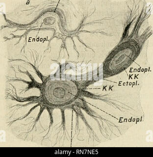 . Anatomischer Anzeiger. L'anatomie, l'Anatomie Comparée ;, comparatif. 419 Einige Fasern hören im Protoplasma in der Nähe des Kernes, Auf andere gehen durch den ganzen dans Zellleib Ausläufer hinaus die u. s. w. Ab und zu sieht man eine Zelle, die den echten ("appartements" Bindegewebsfibrillen collagenen) auch eine oder einige wenige, aber typische "lastische Fasern erledigt hat, bisweilen ein "protoplasma indem- tischer" Zellausläufer dans eine elastische successives Faser übergeht. Die Zellen und älter werden (Föten größere Zellen und mehr aus dem peripheren des pièces détachées intervertébraux Discus Banque D'Images