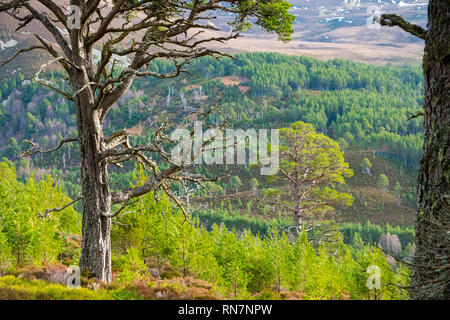 Forêt de pins calédoniens dans la forêt près de Queens, Aviemore, Scotland, UK Cairngorms Banque D'Images
