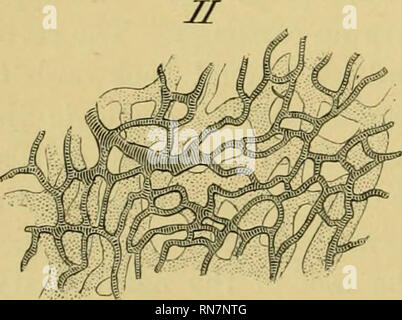 . L'anatomie de la grenouille. Les grenouilles -- Anatomie ; Amphibiens -- Anatomie. Les glandes de Bowman A. in situ à partir de Rana temporaria ; après C. K. Hoffmann. 150 fois agrandie. B. La Section de glande de Bowman ; après C. K. Hoffmann. 300 fois agrandie. Les navires d'une muqueuse nasale d'Jtana esculcnta ; après Langer. Blood- navires lymphatiques, à rayures ombrées. 1. Veuillez noter que ces images sont extraites de la page numérisée des images qui peuvent avoir été retouchées numériquement pour plus de lisibilité - coloration et l'aspect de ces illustrations ne peut pas parfaitement ressembler à l'œuvre originale.. Ecker, Alexander, 1816-1887 ; H Banque D'Images