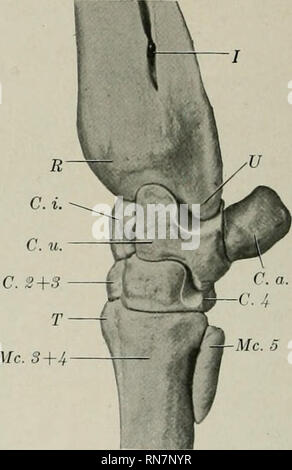 . L'anatomie de l'animal domestique. Anatomie vétérinaire. - U C.u. C.4 Fig. 148.-Gauche Carpe et Bonks adjacente de boeuf ; Vue de face. R, RacUus ; V, cubitus, c. r., canal carpien radial ; C. u., canal carpien ulnaire ; ch. ^{- -3, munie d'une deuxième et troisième carpals ; C. 4. quatrième du canal carpien ; 1, 2, 3, rainures pour les tendons extenseurs ; 4, 5 ; tubérosité métacarpien, vasculaire rainure. L'os carpien intermédiaire (entre la et ulnaire) pas marquée.. Fig. 149.-gauche .Le carpe et les os de boeuf ; djacent L.ATERAL 'IEW. R, l'extrémité distale du radius ; U, processus styloïde de l'ulna distal, interosseous / ; espace ; C. i., intermédiaire ; canal carpien ulnaire, C. u. Banque D'Images