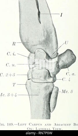 . L'anatomie de l'animal domestique. Anatomie vétérinaire. Fic 148, C-gauche d'Ox R, radius, cubitus ; U ; C. r., canal carpien radial ; C. u., canal carpien ulnaire ; C. 3 +3, munie d'une deuxième et troisième carpals ; ('. 4, quatrième ; 1,2, 3 canal carpien, rainures pour les tendons extenseurs ; 4. os métacarpiens ; 5 tubérosité, vasculaire rainure. L'os carpien intermédiaire (entre la et ulnaire) pas marquée.. ,1/c S +j Fig. 149, R, extrémité distale de radius ; V, processus styloïde de l'ulna distal ; JE, interosseous .espace ; C. i., intermédiaire ; C. canal carpien "., canal carpien ulnaire ; C. a., canal carpien accessoire ; C. S  + 3, munie d'une deuxième et troisième carpals ; C. 4, quatrième : canal carpien Mc. Banque D'Images