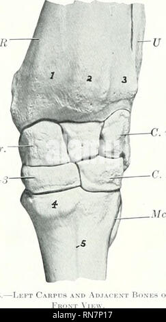 . L'anatomie de l'animal domestique. Anatomie vétérinaire. 148 SQUELETTE DU BŒUF pour les tendons extenseurs sont peu profonds. L'extrémité proximale s'unit à l'arbre à un à un et demi j'oreilles et l'extrémité distale à trois et demi à quatre ans. Ajiproximation^ des extrémités de l'avant-bras et le carpi donne le "renvoi" de genou en apparence les bovins. L'obliquité de la surfaces de l'articulation produit des écarts latéraux de la partie inférieure de l'Umb en flexion. Les facettes de l'intermédiaire et radiale carpals sont plus étroites que chez le cheval et exécuter dorso-obUquely latéralement. Tensioactifs l Banque D'Images
