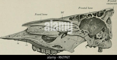 . L'anatomie de l'animal domestique. Anatomie vétérinaire. 138 SQUELETTE DE L'OX tarifs les deux sinus palatine. Les alvéoles pour l'augmentation de la taille des dents jugales d'avant en arrière. Le sinus maxillaire propre est petite et est indivisible. Le foramen maxillaire est une étroite fissure, profondément placée à la partie médiane de la bulla lacrymal. Le maxillaire ne prend aucune part à la formation du canal palatin. (Sutural ou Wormian) les os sont souvent présents à sa jonction avec l'os malaire et lacrymal. Le corps du prémaxillaire est mince et aplati, et n'a pas d'alvéoles, depuis la canine supérieure et inc Banque D'Images