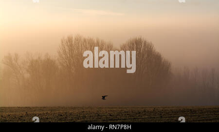 Lever de soleil brumeux sur la campagne à Casale sul Sile, un oiseau volant dans l'avant-plan Banque D'Images