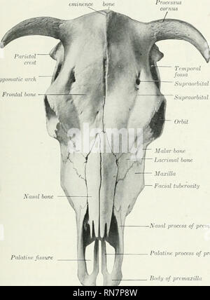 . L'anatomie de l'animal domestique. Anatomie vétérinaire. Les CASES DU CRÂNE 135 Ils constituent la partie supérieure de la paroi postérieure, bend sharplj» avant le long du mur latéral, et entrer dans la formation de la fosse temporale. La ligne d'inflexion est marquée par l'importance de la crête pariétale, qui est en continuité avec la crête temporelle ci-dessous et l'écusson frontal vers l'avant. Des pariétaux sont creusées pour faire partie de la sinus frontaux dans l'animal adulte. Pnriftnl tinitience butw frontale Arcade zygomatique os frontal foramen supraorbitales groove supraorbitales. Fissure palatine pro Xasal Banque D'Images