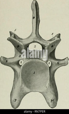 . L'anatomie de l'animal domestique. Anatomie vétérinaire. La colonne vertébrale foramen 127 est circulaire et pas si proche de la frontière antérieure de la roue comme chez le cheval. Les encoches postérieures ne sont pas si profondes. L'apophyse transverse sont plus robustes, mais le foramen transversarium est petit et parfois absente. Les vertèbres thoraciques, 13 en nombre, sont plus importantes que celles du cheval.. Veuillez noter que ces images sont extraites de la page numérisée des images qui peuvent avoir été retouchées numériquement pour plus de lisibilité - coloration et l'aspect de ces illustrations ne peut pas parfaitement ressembler à l'origine Banque D'Images