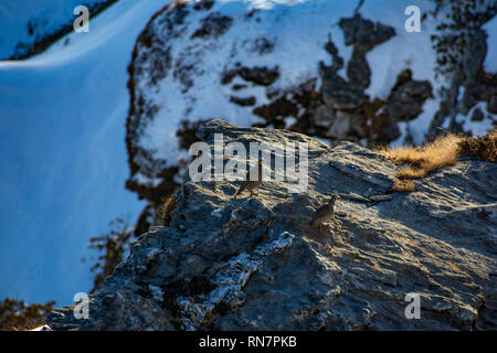 La perdrix des neiges Lerwa lerwa) du Sanctuaire de faune de Kedarkantha , Uttarakhand, Inde. C'est la seule espèce dans son genre Banque D'Images