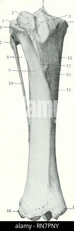 . L'anatomie de l'animal domestique. Anatomie vétérinaire. Le squelette de l'IIG LE CHEVAL nial une partie de la frontière latérale au milieu du bord interne. La zone triangulaire au-dessus de la ligne est occupée par le muscle popliteus, tandis que la zone ci-dessous est marqué Ijv (Lineaj musculares lignes rugueuses) à laquelle le muscle fléchisseur profond du chiffre qui est attaché ; les lignes fatle out distalement, où la surface est smootli et Fiat. Le foramen nutritif est sitiated jKiplitcal sur ou près de la ligne. Le bord antérieur est très irominent ]dans son tiers proximal, formant la crête du tibia (Crista tibias) ; d Banque D'Images