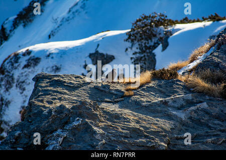 La perdrix des neiges Lerwa lerwa) du Sanctuaire de faune de Kedarkantha , Uttarakhand, Inde. C'est la seule espèce dans son genre Banque D'Images