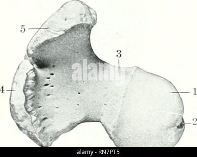 . L'anatomie de l'animal domestique. Anatomie vétérinaire. 114 LE SQUELETTE DU CHEVAL sont séparées par le intercondyloid profonde fossa (Fossa intercond&gt ;'loiflea), et d'articuler avec le condyle de l'tiliia^ ménisques et de l'articulation du grasset. Une arête relie chaque avec le condyle abaisser ]iart de la crête correspondant de la trochlée. Le intercondyloitl lotlges fossa le dos du tibia et le ligaments croisés de l'articulation du grasset, qui sont jointes ici. Condyles^ sont placés obliquement avec leur grand axe dirigé vers le bas, en avant, et l'intérieur. Surface articulaire de^ t Banque D'Images