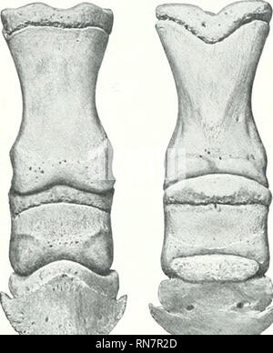 . L'anatomie de l'animal domestique. Anatomie vétérinaire. 104 LE SQUELETTE DU CHEVAL face. Le tendon fléchisseur profond est inséré dans l'seniilunar crest et la zone rugueuse derrière elle. La face antérieure des rainures et foramina transmettre les résiliations de la artères digitales dans le canal semi-lunaire, où ils se rencontrent et forment un écran de terminal, à partir de branches qui passent par des canaux dans l'os et émergent à travers les foramina sur la surface dorsale. Les angles ou les extensions (Anguli) sont des masses prismatiques qui d'un côté ou l'arrière du projet ; l'un interne est généralement la plus courte. Chacune est divisée en u Banque D'Images