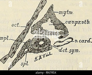 . Anatomischer Anzeiger. Anatomie, comparatif. 718 bloß um die Bildung der Vornierenkapsel, sondern wird genau wie bei, Rana, eine vom Sprosse Urwirbel abgegeben, welche für das ven- trale Körpergebiet défini ist. Habe ich Nur bei Bufo diese Ur- wirbelsprosse niemals so weit verfolgt, dass ihr Ich kann angeben défini le destin. Indessen unterliegt es wohl keinem Zweifel, dass der Lauf der Entwickelung Der gleiche wie bei principiell Rana ist. Bei Amblystoma hingegen habe ich die Untersuchungen, angestellt dans gewissen Beziehungen vollständiger sind, die als eben für Rana mitgeteilten. Im allg Banque D'Images
