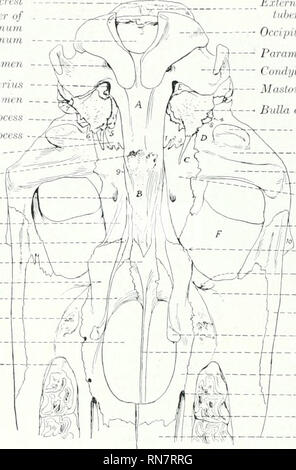 . L'anatomie de l'animal domestique. Anatomie vétérinaire. 76 LE SQUELETTE DU CHEVAL émerge l'artère temporale. L'entrée de la cavité (orliital Aditus orbites) cir- cumscribed est par un comjilete anneau osseux, qui est presque circulaire. Sa marge (foramen infraorbital Margo infraorbitalis) est lisse et arrondie ; le sujiraorbital marge (Margo supraorbitalis) est rugueux et irrégulier. notchetl Au cours de la vie la cavité est remplie par le periorbita, une membrane fibreuse conique, le sommet de ce qui est au- tached autour du trou optique. Ventral à l'orbite est le pterygo- palatine fossa. Son mur est Banque D'Images