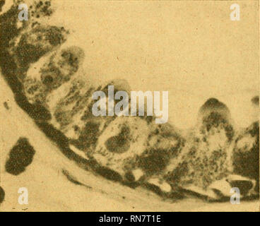 . Anatomischer Anzeiger. L'anatomie, l'Anatomie Comparée ;, comparatif. 561 kommt, dass die innerhalb derselben liegenden färbbaren ungefärbte übergehen Körnchen dans Tropfen sich anhäufen, wodurch Die genannte Zone alveolär geformte größer und immer mehr zungenähnlich wird. Pour ausgewachsene Zellkörperabschnitt zerfließt dieser und endlich geht ein dans gerinnbares Sekret über (ABB. 3 et 6, 156). (Ellenbergbr Traut- mann und haben in Ihrem guten Lehrbuch der Histologie eine treffende zungenähn ab- bildung der-- staltungen Umge lichen der Drüsenzellen vorgelegt.) Wenn das Prä- parat anstatt Banque D'Images