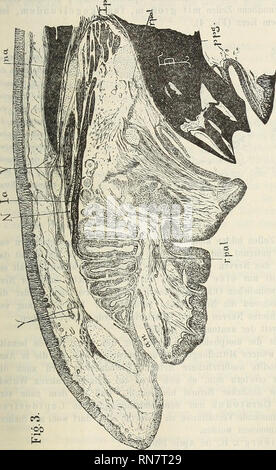 . Anatomischer Anzeiger. Anatomie, comparatif. 565 neuen Nerven, ungefähr wieder auf ihr früheres Volumen, reducirt Nasenschleimhaut dorsale auf die auf und enden dans Zellanhäufung vordersten von am Ende der Nase, dicht an der Oberwand der vorderen. Veuillez noter que ces images sont extraites de la page numérisée des images qui peuvent avoir été retouchées numériquement pour plus de lisibilité - coloration et l'aspect de ces illustrations ne peut pas parfaitement ressembler à l'œuvre originale.. Anatomische Gesellschaft. Jena : G. Fischer Banque D'Images