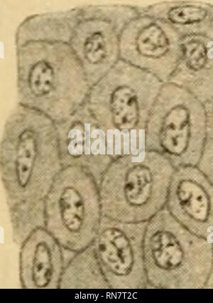 . Anatomischer Anzeiger. L'anatomie, l'Anatomie Comparée ;, comparatif. 489 feststellen. Hier finden wir nämlich dieselbe Erscheinung, wie bei den sensitiven Knospen Haut bei der im Winterschlaf untersuchtem Triton cristatus, était dans l'ich meiner Arbeit früheren beschrieben habe.^ Geschmacksiinospen) Die sich versenken nämlich bis zu den tiefen Partien des Epithels, wodurch sich seine obere Partie zu einem engen Kanal verlängert, der durch das starke Zusammenrücken der oberen Epithelpartien entstellt (Fig. 6). Bevor wir zur Beschreibung der der Innervation Geschmacks- organe schreiten wir wollen, no Banque D'Images