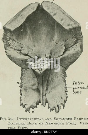 . L'anatomie de l'animal domestique. Anatomie vétérinaire. Les os pariétaux 57 externe, la surface pariétale (faciès parietalis) est quadrilatère et est plat et lisse, dans le très j'oung poulain ; plus tard, il présente la crête pariétale. La surface interne, cérébrales (faciès cerebralis) présente la protubérance occipitale interne, un processus à trois faces vers le bas et l'avant des projets qui^ dans la cavité crânienne entre les hémisphères cérébraux et le cervelet ; il a trois surfaces concaves, et trois.sharp frontières qui font partie de l'tentorium osseum. Derrière la base de la protubérance Banque D'Images