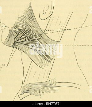 . Anatomischer Anzeiger. L'anatomie, l'Anatomie Comparée ;, comparatif. 489 Anzahl von verlaufen Bündel los und nach hinten horizontale. Überlagern Dabei sie die Partie c. Die dorsale partie (c), die von Seydel Sphincter als colli profundus betrachtet, wurde in der Gegend les entspringt des hinteren Randes des sterno-cleido-mastoideus. Von dort aus zieht Sie nach oben und vorn. Dorsalen steigen Fasern die vor dem Ohre, steil gegen die Wangenregion hinauf nach oben schließen Fasern ; un, die mehr und mehr gegen vorn abbiegen, daß die untersten donc schließlich direkt gegen den Mundwinkel ve Banque D'Images