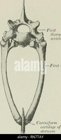 . L'anatomie de l'animal domestique. Anatomie vétérinaire. Le thorax-L'os occipital 49 frontière ventrale est arrondi, et est continuetl l'arrière sur le corps de l'os. La frontière dorsale est concave ami a une cavité articulaire pour la première paire de cartilages costaux. L'extrémité postérieure est formée par le cartilage xiphoïde (xiphoideus). Il s'agit d'une plaque d'tliin, connecté à l'avant avec la dernière hony segment par un col étroit, relativement épais, et l'expansion en forme presque circulaire à l'arrière et latéralement. Sa face dorsale est concave, et donne l'attachement à la membrane. La face ventrale s Banque D'Images