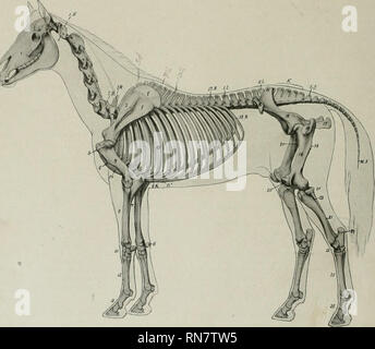 . L'anatomie de l'animal domestique. Anatomie vétérinaire. 32 LE SQUELETTE DU CHEVAL LE SQUELETTE DU CHEVAL le squelette du cheval se compose de 205 os, comme indiqué dans le tableau suivant : colonne vertébrale 54 Rilis 36 sternum 1 ^ crâne (y compris des osselets auditifs) 34 membres thoraciques 40 PeU-ic de 40 205 membres dans ce onvimeration le nombre moyen de vertèbre coccygien ? Est pris pour être 18, le tem- poral et OS coxa ; ne sont pas divisé en parties, le nombre habituel d'éléments carpiennes et tarsiennes est pris, et l'sesamoids sont inclus.. Fig. 6.-squelette de cheval, avec des contours de corps de contour Banque D'Images