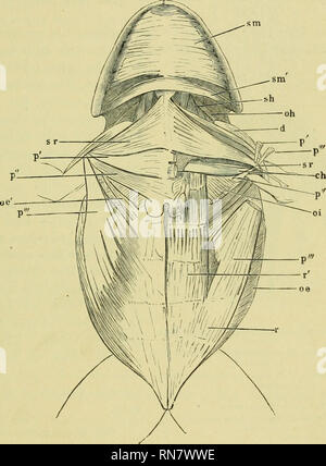 . L'anatomie de la grenouille. Les grenouilles -- Anatomie ; Amphibiens -- Anatomie. MUSCLES DE LA TÊTE. 63 18. M. submentalis (Fig*. 59 cms). Cuvier, transversus, I. c, p. 588. - Dugès, 4, sous-mentonnier. - Zenker, m. lingualis (incohérences-ectly mis en relation avec m. hyoglossns). Ce petit muscle se trouve dans la partie antérieure de la mâchoire inférieure de l'angle entre l'os dentaire os. Il se compose de fibres transversales qui Fig. 58.. Les muscles de la gorge, poitrine, abdomen et de Rana esculenta. sm M. submaxiUaris. sm' entraver partie de même découlant de la partie antérieure de l'os liyoid cornu. (Pour les autres références Voir la page Banque D'Images