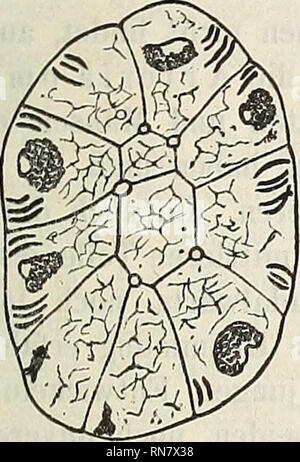 . Anatomischer Anzeiger. Anatomie, comparatif. 419 schlauchen dieser Art war das fast durchweg Secret mit beladener Zellen, mit anderen Worten : der Kern lag im basalen Section guerre und nicht selten senkrecht zur Längsachse abgeplattet der Zelle etwas. Guerre Zellkörper Der Hohe ziemlich seinem oberhalb des Kernes dans ausdehnenden Abschnitte sich nur von den zarten, stellenweise netzförmig Filarmasse in der Zügen durchsetzt. Si um mehr fielen Complexe derber, faden- stäbchenartiger Gebilde oder auf, mourir dans Hämatoxylin tief dunkelblau gefärbt und sich ausschließlich hatten basalen dem Teil Banque D'Images