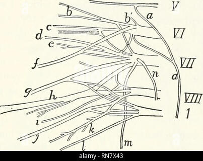 . Anatomie du chat. Les chats ; les mammifères. Le système nerveux périphérique. 387 ou des deux nerfs thoraciques antérieure (^k et  ;/), de la pos- thoracique e résultats t en {), l'articulation gléno-humérale trois (r, c, et 2), le creux axillaire, musculocutaneus {d) (/), {h radial), et médian de l'{g) des nerfs. L'huitième cervicaux (VIII) fournit des pièces d'un V. Fig. 159.-Diagramme ok le droit du plexus brachial. V, VI, VII, VIII, la cinquième à huitième nerfs, i, le premier nerf thoracique, un nerf phrénique, ; /', sujirascapular ; h', nerf à serralus scapulas antérieur et les muscles levator ; c, première ou nerf crânien sous-scapulaire ; d Banque D'Images