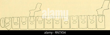 . Anatomischer Anzeiger. L'anatomie, l'Anatomie Comparée ;, comparatif. 489 Shastasaurus mourir dans Wirbelgegend auftretende vorderen der Zwei- höckerigkeit keine Neubildung, sondern eine Erscheinung rudimentäre sei. Gewichtigen Merkiams trotz der argumente möchte ich doch die Ansicht Yakowlews wahrscheinlichere für die Verwaltung. Bei der großen Anzahl der Präsacralwirbel - 65 Cymbospondylus und bei ca. 50 bei Shastasaurus - treten noch bei Cymbospondylus petrinus nach ABB. 56 Merriams Gelenkfacetten einköpfige vom 13. und bei Shastasaurus osmonti nach ABB. 57 vom 18. Wirbel ab auf, Es kommt die demnach Banque D'Images