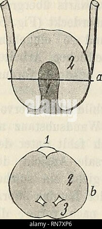 . Anatomischer Anzeiger. Anatomie, comparatif. 378. Veuillez noter que ces images sont extraites de la page numérisée des images qui peuvent avoir été retouchées numériquement pour plus de lisibilité - coloration et l'aspect de ces illustrations ne peut pas parfaitement ressembler à l'œuvre originale.. Anatomische Gesellschaft. Jena : G. Fischer Banque D'Images