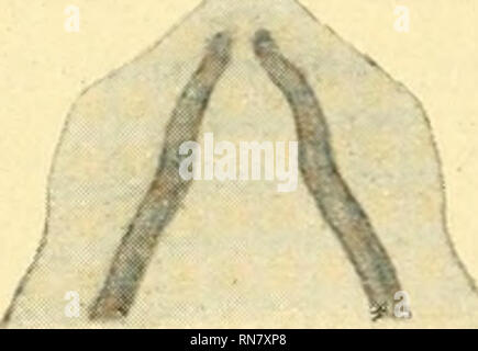 . Anatomischer Anzeiger. L'anatomie, l'Anatomie Comparée ;, comparatif. Abb. 16. Abb. 15.. Veuillez noter que ces images sont extraites de la page numérisée des images qui peuvent avoir été retouchées numériquement pour plus de lisibilité - coloration et l'aspect de ces illustrations ne peut pas parfaitement ressembler à l'œuvre originale.. Anatomische Gesellschaft. Jena : G. Fischer Banque D'Images