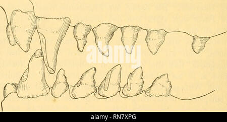 . Anatomischer Anzeiger. L'anatomie, l'Anatomie Comparée ;, comparatif. b. Fig. 3. Afffché Gebiß Halichoerus. Une Unterkiefer eines jungen ganz tieres. Gebiß b eines alten starJc deformierten Zähnen Tieres mit. (Drei Viertel der natürlichen und Größe.) sind nur mit ihrer Krone über den Kiefer vorragen (Fig. 3a), est le Mehrhöckerigkeit Backenzähne in der Unterkiefer dem deutlich erkennbar, wenn wir vom zweiten absehen Praemolar Praemolar Der erste und dritte haben fast immer nur den hinteren Höcker bei- 1) Hvirveldyr Norges. I. Norgea Pattedyr. Kristiania 1911-1912, 433 S... Veuillez noter que ces codes ima Banque D'Images