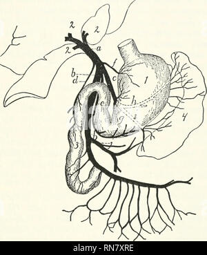 . Anatomie du chat. Les chats ; les mammifères. Les veines. 3-7 le pancréas et la première partie du duodénum, et se jette dans la veine près de portae à ou avec la précédente.. Fig. 132. - PoiMAL. n veine, la veine porte ; b, c ; mésentérique supérieure, &lt splénique ; ;/, pancreaticoduodenalis ; t', gastroepiploica ; /, coronaria ventriculi ; g, /i, i, Inanches ; splénique de y, en- mésentérique ferior. I, de l'estomac, du foie ; 2 ; 3 ; 4, duodénum, la rate. 3. C. gastroepiploica (r) vient de fiom la grande courbure de l'estomac et de l'ordre croissant de hmb le grand omentum. Il se jette dans la veine porta ; ventrodextrad de l'op Banque D'Images