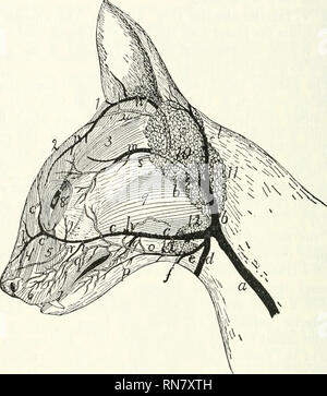. Anatomie du chat. Les chats ; les mammifères. 322 Le système circulatoire. langue maternelle. La direction générale de la communication reçoit également près de sa jonction avec la partie antérieure d'un visage plutôt grande branche superficielle (e) qui vient de l'autre de la mâchoire inférieure et laissez-passer. La FiQ. 131.-artères et veines superficielles du visage. a, veine jugulaire externe ; d, veine faciale postérieure ; c, la face antérieure de la veine faciale (c*, veine angulaire ; i", veine frontale) ; (/, communiquer avec la direction générale des opjiosite faciale antérieure ; e, superficielle branche à partir de la mâchoire inférieure ; /, veine sous mentonnier ; g, veine labiale inférieure ; /i, ileep veine faciale ; /, superior labi Banque D'Images