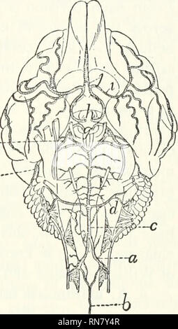 . Anatomie du chat. Les chats ; les mammifères. Les artères. 291 e-- a. A. vertebralis (Fig. 118, ^').-l'artère vertébrale découle de la surface dorsale de la première côte en face de la sous-clavière. Il craniad dorsad et passe sur le côté de la partie thoracique du longus colli muscle, et pénètre dans le foramen transversarium de la sixième vertèbre cervicale. Il passe de là vers le craniad transversaria grâce à la débredinoire (qui forment ensemble le vertebrarterial canal) et donne à l'foramina intervertébraux branches aux muscles du cou et les branches qui passent à travers la surface ventrale de l'ips Banque D'Images