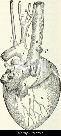 . Anatomie du chat. Les chats ; les mammifères. Fig. 115. -Coeur, vue ventrale. Fig. 116. -Coeur, vue dorsale. Fig. 115.-a, ventricule droit ; l&gt ;, le ventricule gauche ; c, droit de l'appendice auriculaire gauche,^ ; appendice auriculaire ; e^ conus artériel ; f, g ; l'artère pulmonaire, l'arc aortique ; k, aorte thoracique ; je, vena cava superior ; y, artère innommé ; k, l'artère sous-clavière gauche ; /, carotide commune gauche ; t&gt;i, carotide commune droite ; ", sous-clavière droite ; o, veine azygos ; /, les deux veines innommé ; &lt ;/, artère coronaire. Fig. 116.-a, ventricule droit ; /', gauche oreillette ; c, l'oreillette droite ; d, dans la veine cave- ferior ; E, ve Banque D'Images