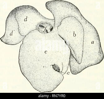 . Anatomie du chat. Les chats ; les mammifères. 240 LES VISCÈRES.. Fig. 100. -LiviiK Ckaniai,. Sukiace. a, lobe latéral gauche ; 0, gauche lobe médian ; c), ri^lil lobe médian ; li, d'. lobe latéral droit ; &Lt ; ?, vésicule biliaire ; f ouverture de la veine cave postérieure, avec les petites ouvertures de la veine hépatique.. Veuillez noter que ces images sont extraites de la page numérisée des images qui peuvent avoir été retouchées numériquement pour plus de lisibilité - coloration et l'aspect de ces illustrations ne peut pas parfaitement ressembler à l'œuvre originale.. Reighard, Jacob Ellsworth, 1861-1942 ; Jennings, H. S. (Herbert Spencer), 1868-1947. [Aust Banque D'Images